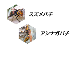 スズメバチ、アシナガバチ